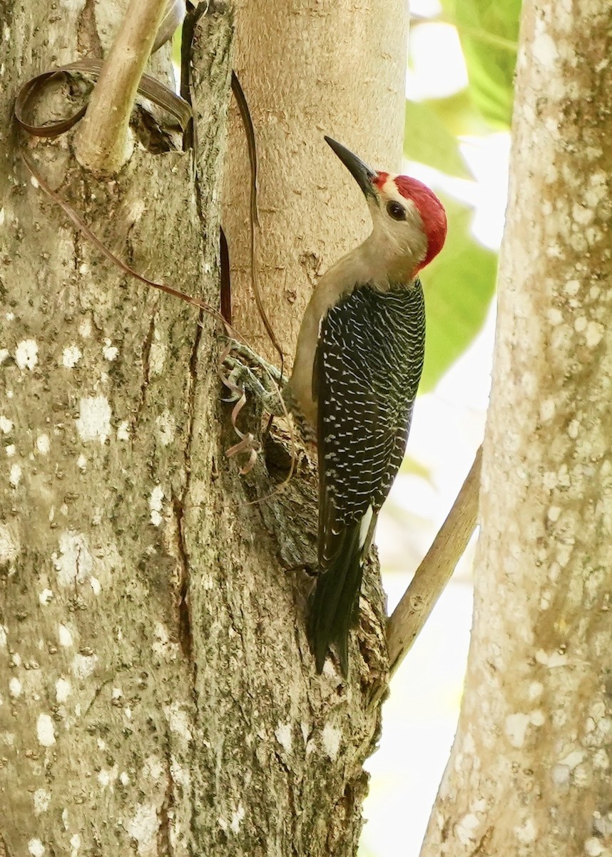 Golden-fronted Woodpecker - ML538387281