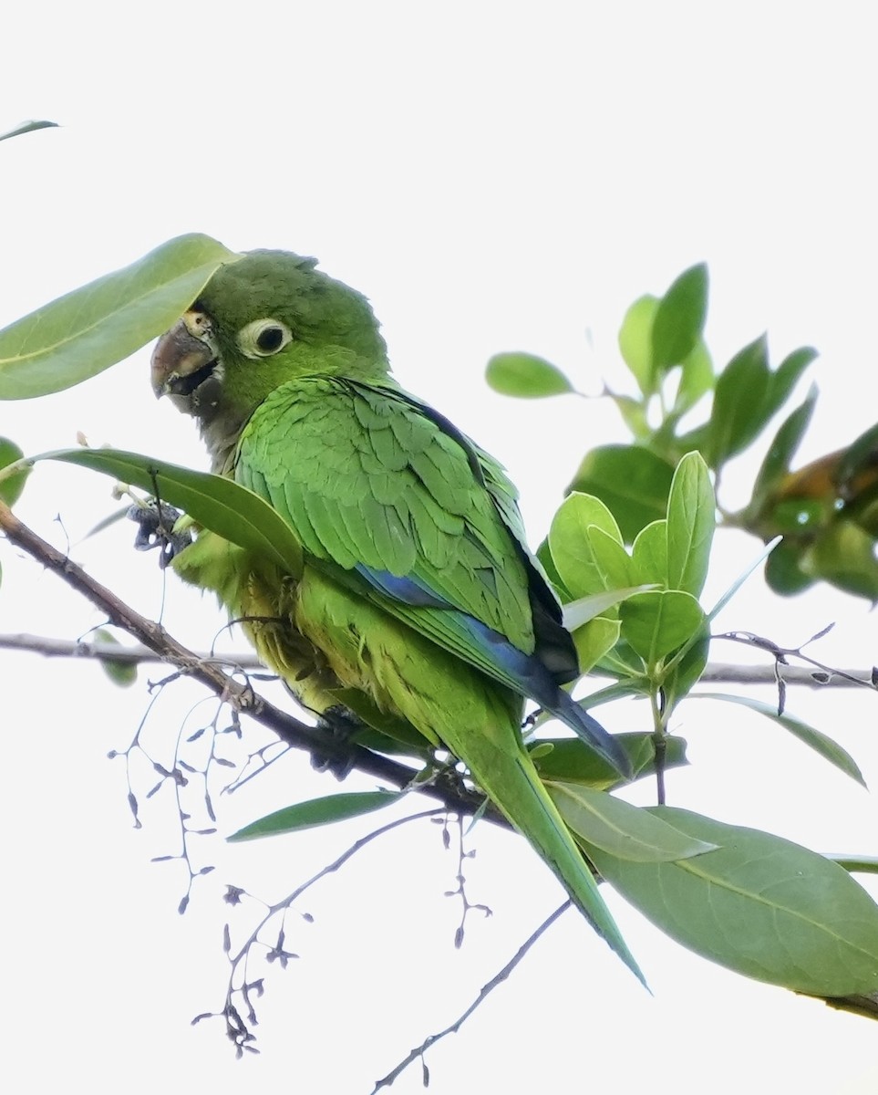 Olive-throated Parakeet - ML538388691