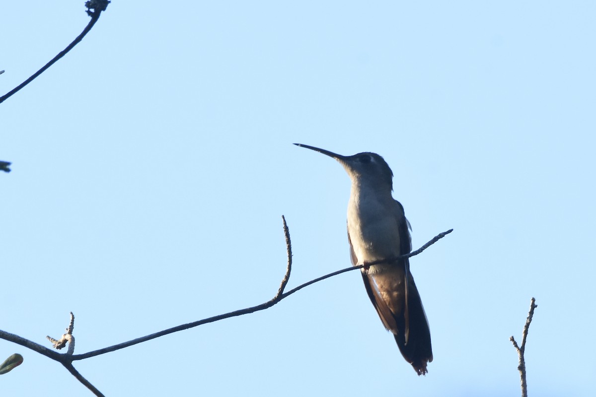 Wedge-tailed Sabrewing (Wedge-tailed) - ML538396621