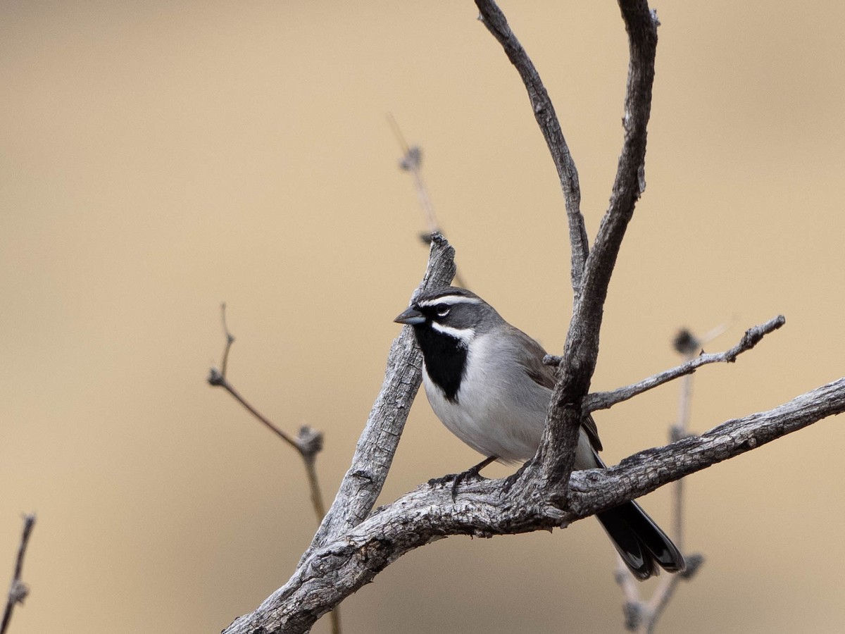 Black-throated Sparrow - ML538397101