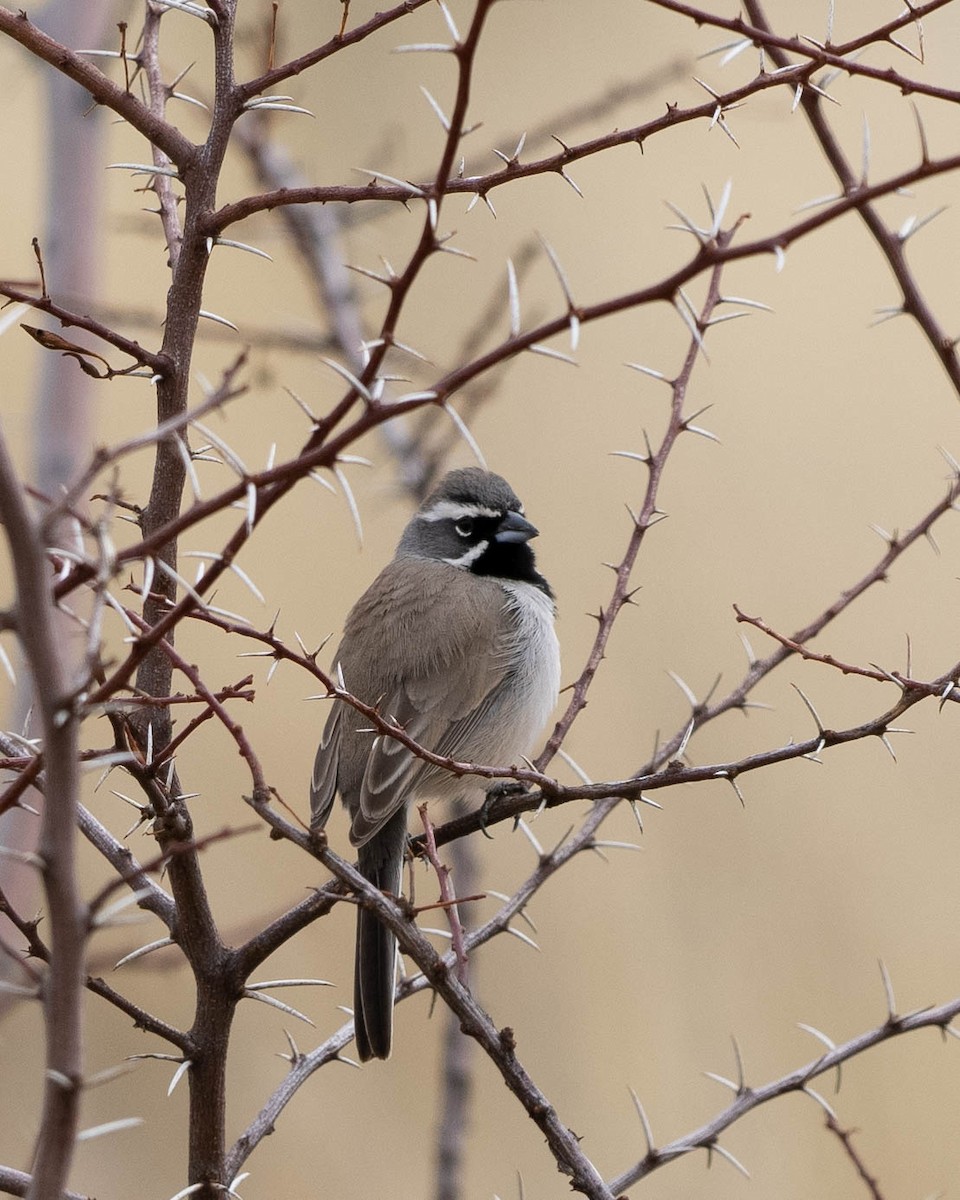 Black-throated Sparrow - ML538397111
