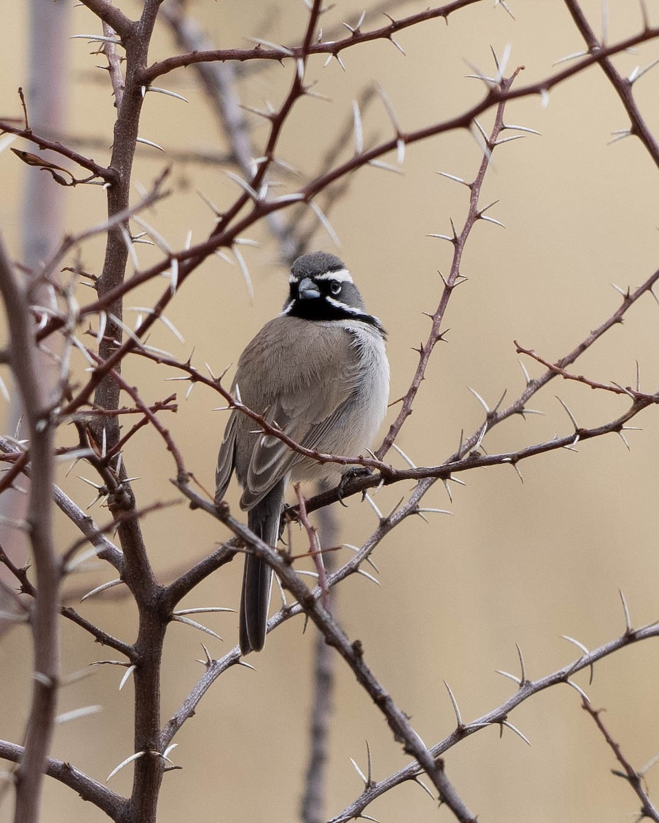 Black-throated Sparrow - ML538397121