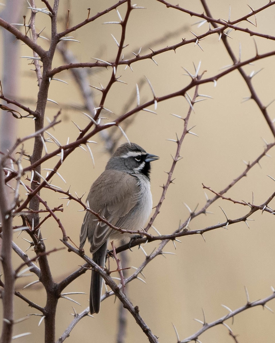 Black-throated Sparrow - ML538397131