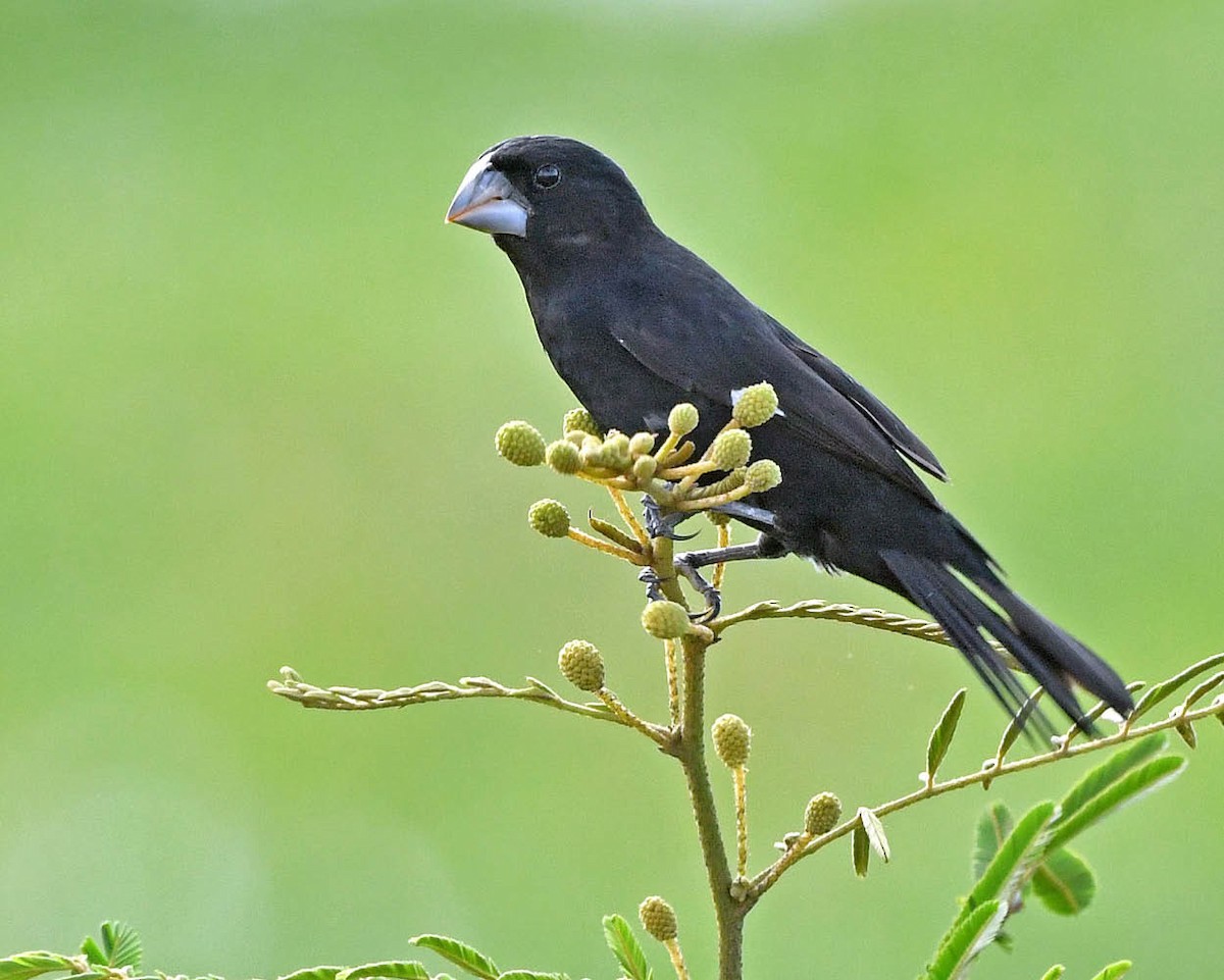 Large-billed Seed-Finch - ML538399161