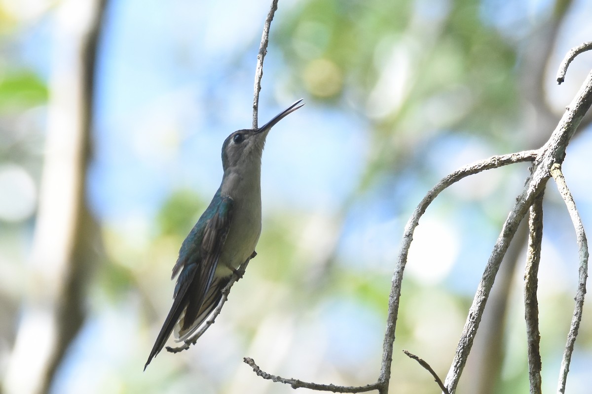 Wedge-tailed Sabrewing (Wedge-tailed) - ML538399481