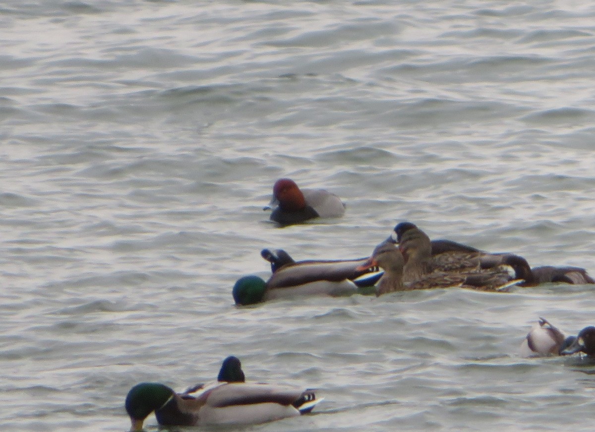 eBird Checklist 19 Feb 2023 Westport Boat Launch 11 species