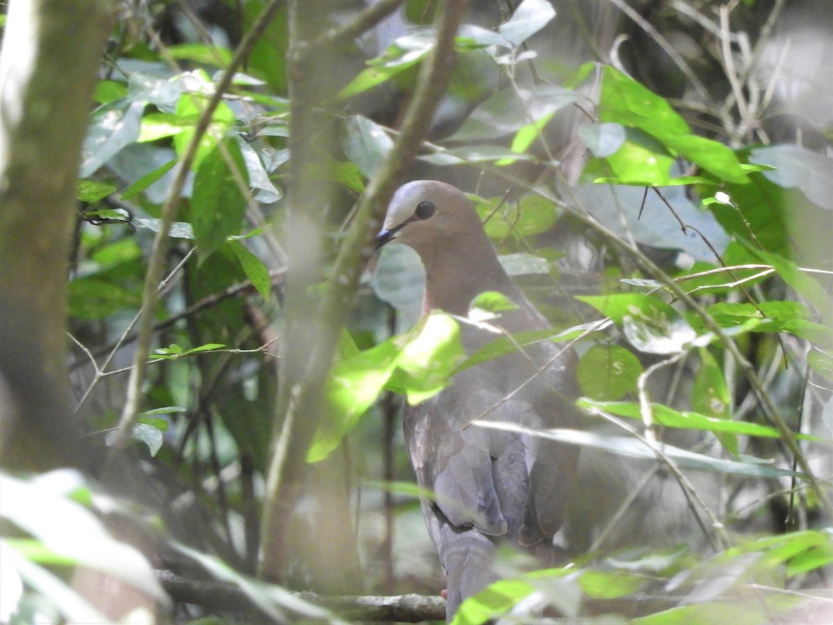 Gray-fronted Dove - ML538410471