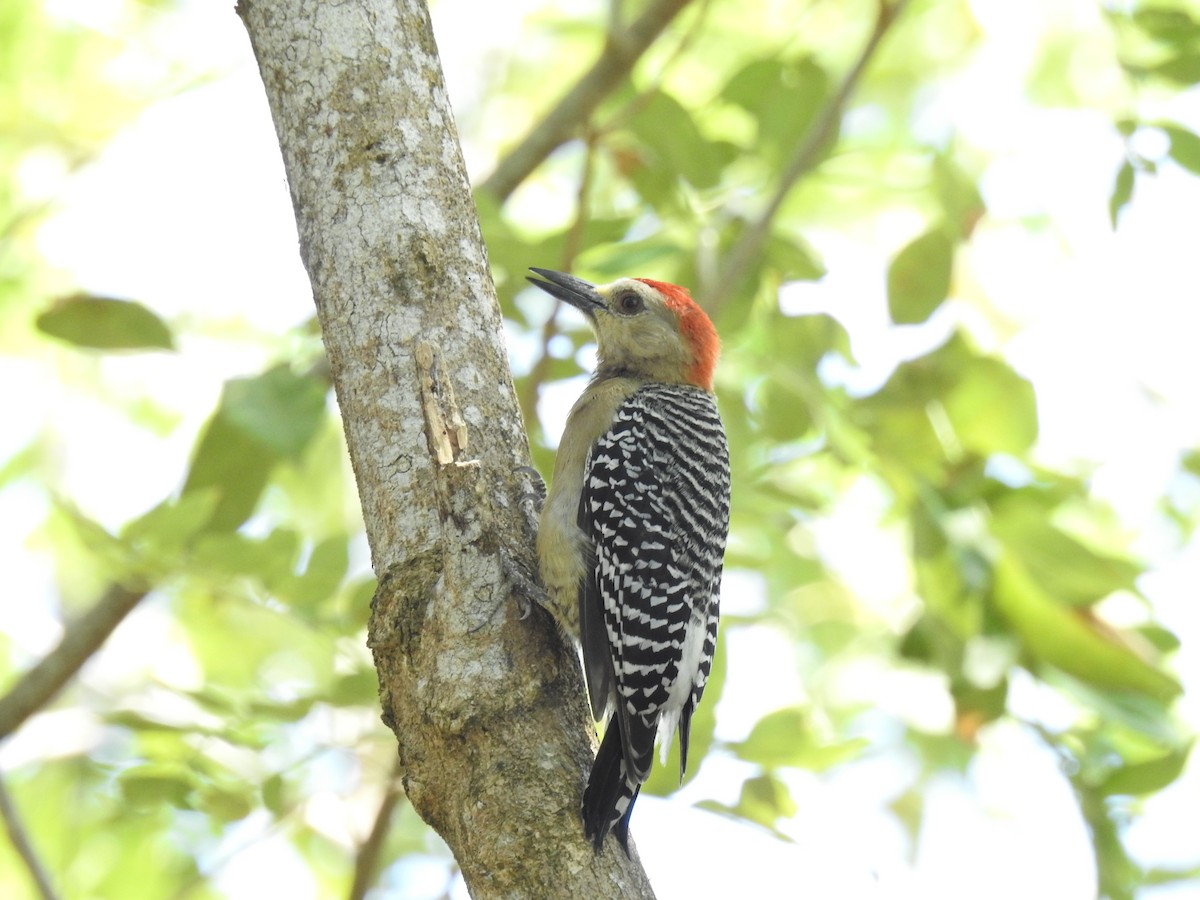 Red-crowned Woodpecker - ML538411781