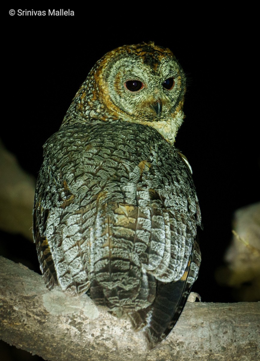 Mottled Wood-Owl - ML538413531