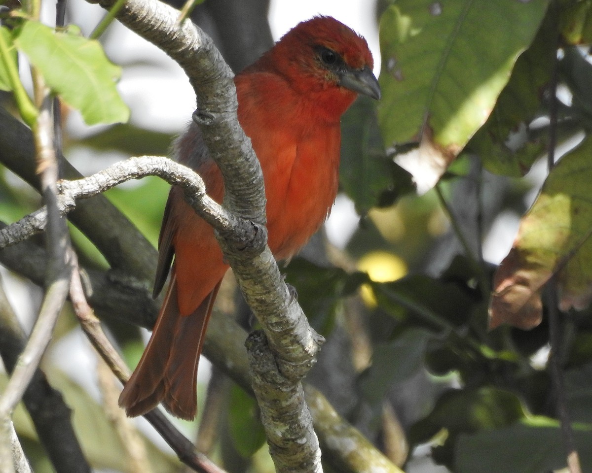 Hepatic Tanager - ML538417101