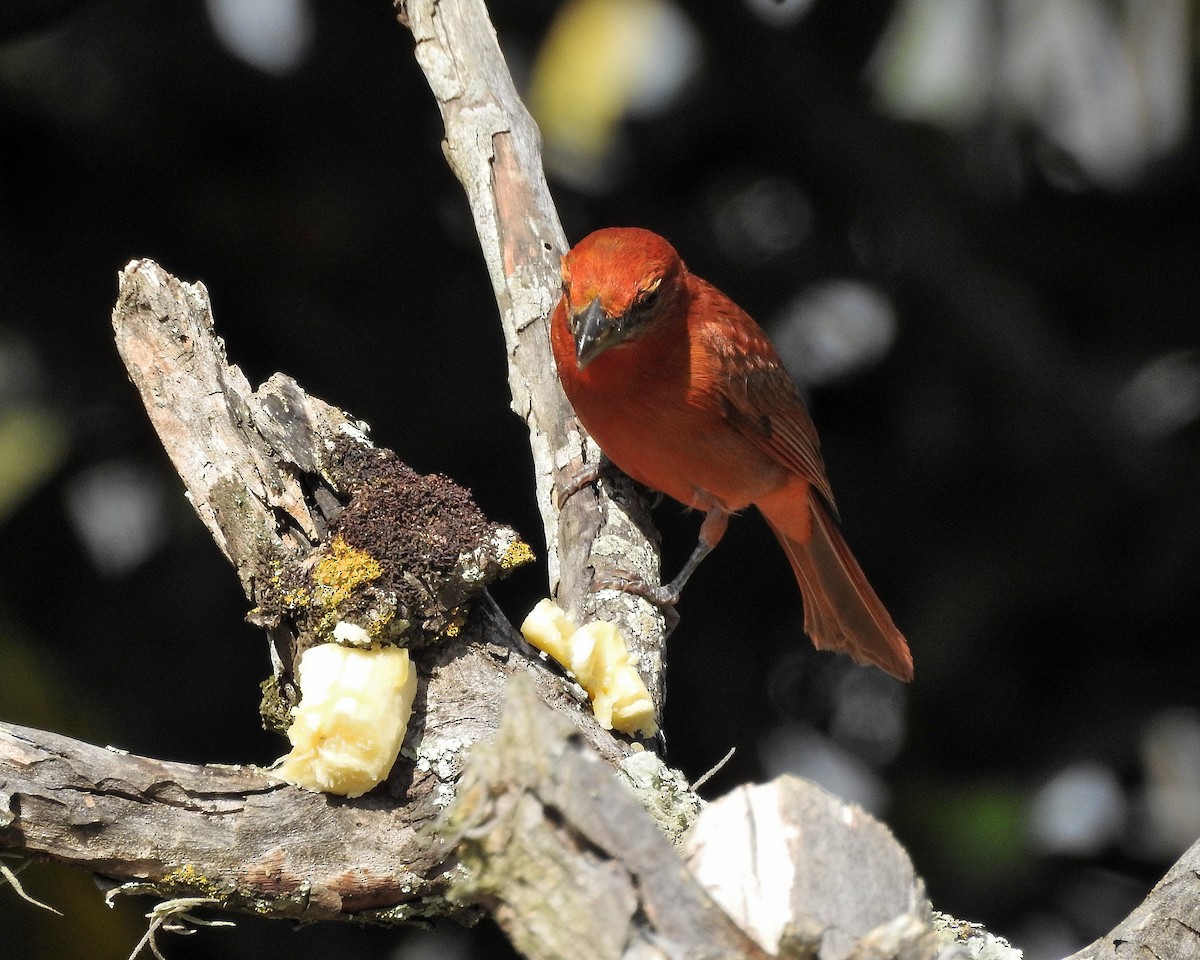 Hepatic Tanager - ML538417161