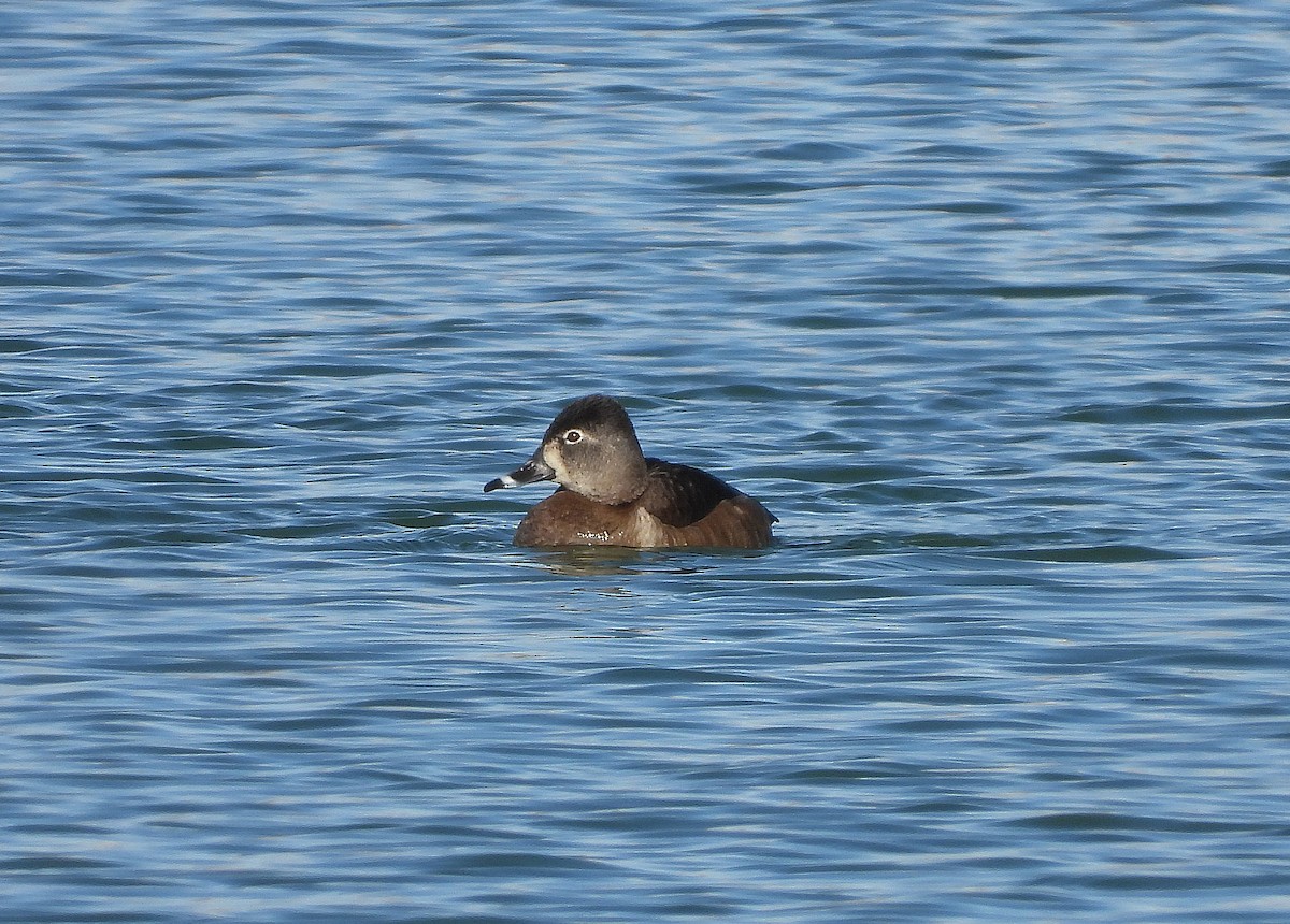Ring-necked Duck - ML538417301