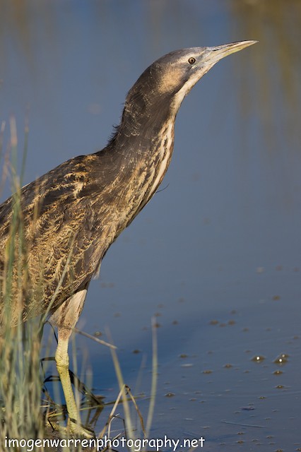 Australasian Bittern Ebird