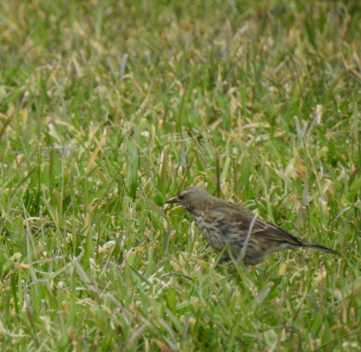 Water Pipit - ML538418411