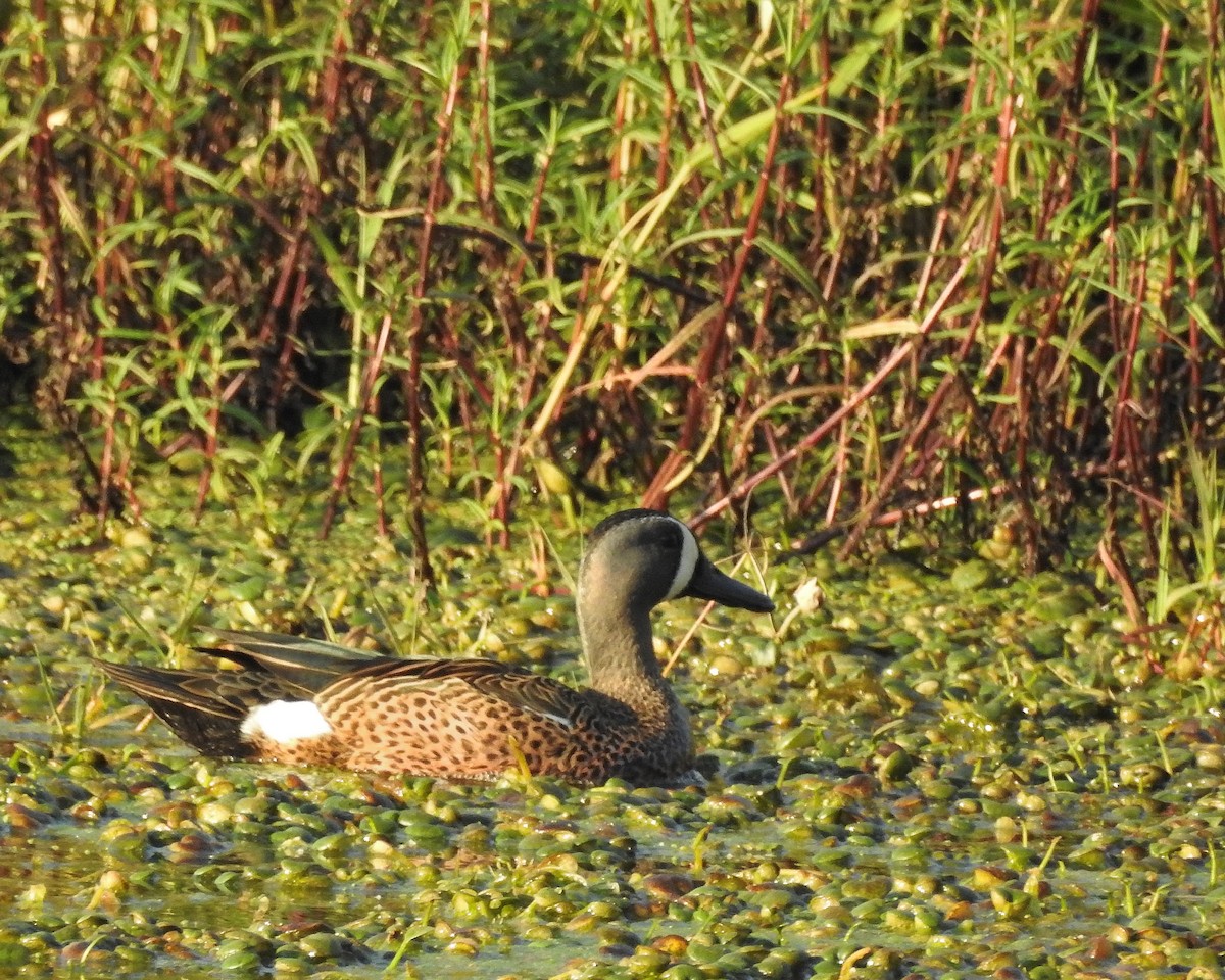 Blue-winged Teal - ML538419321