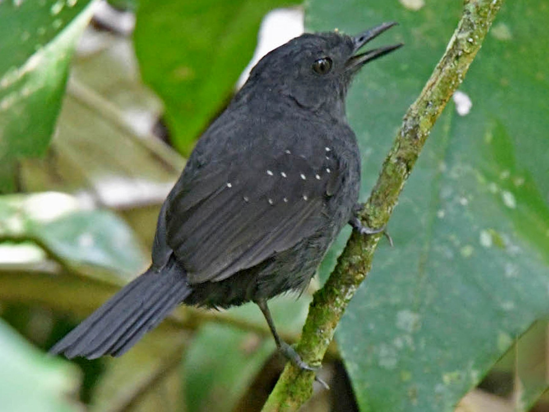 Brownish-headed Antbird - Tini & Jacob Wijpkema