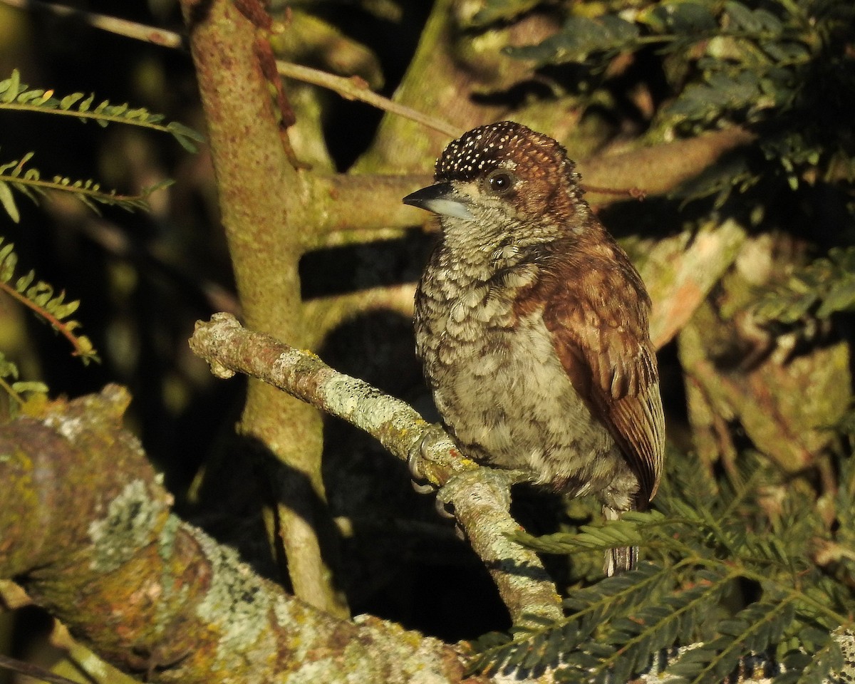 Scaled Piculet - ML538426531