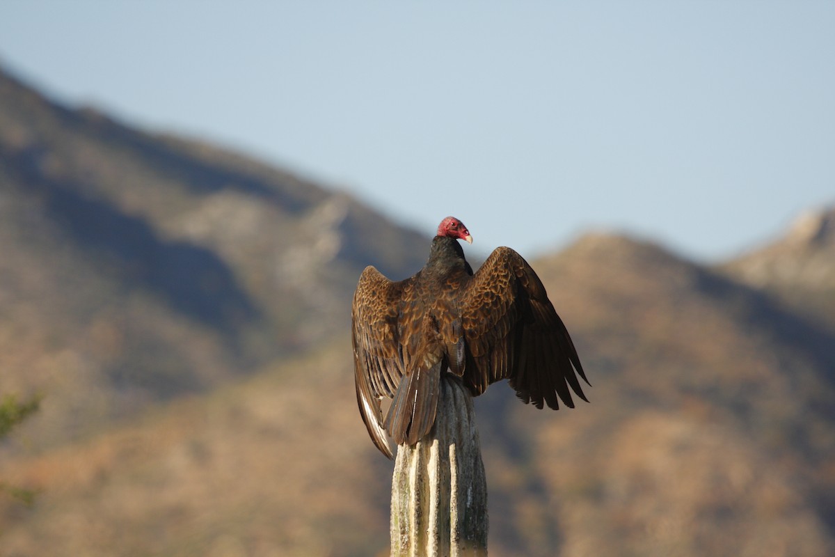Turkey Vulture - Charles Hathcock