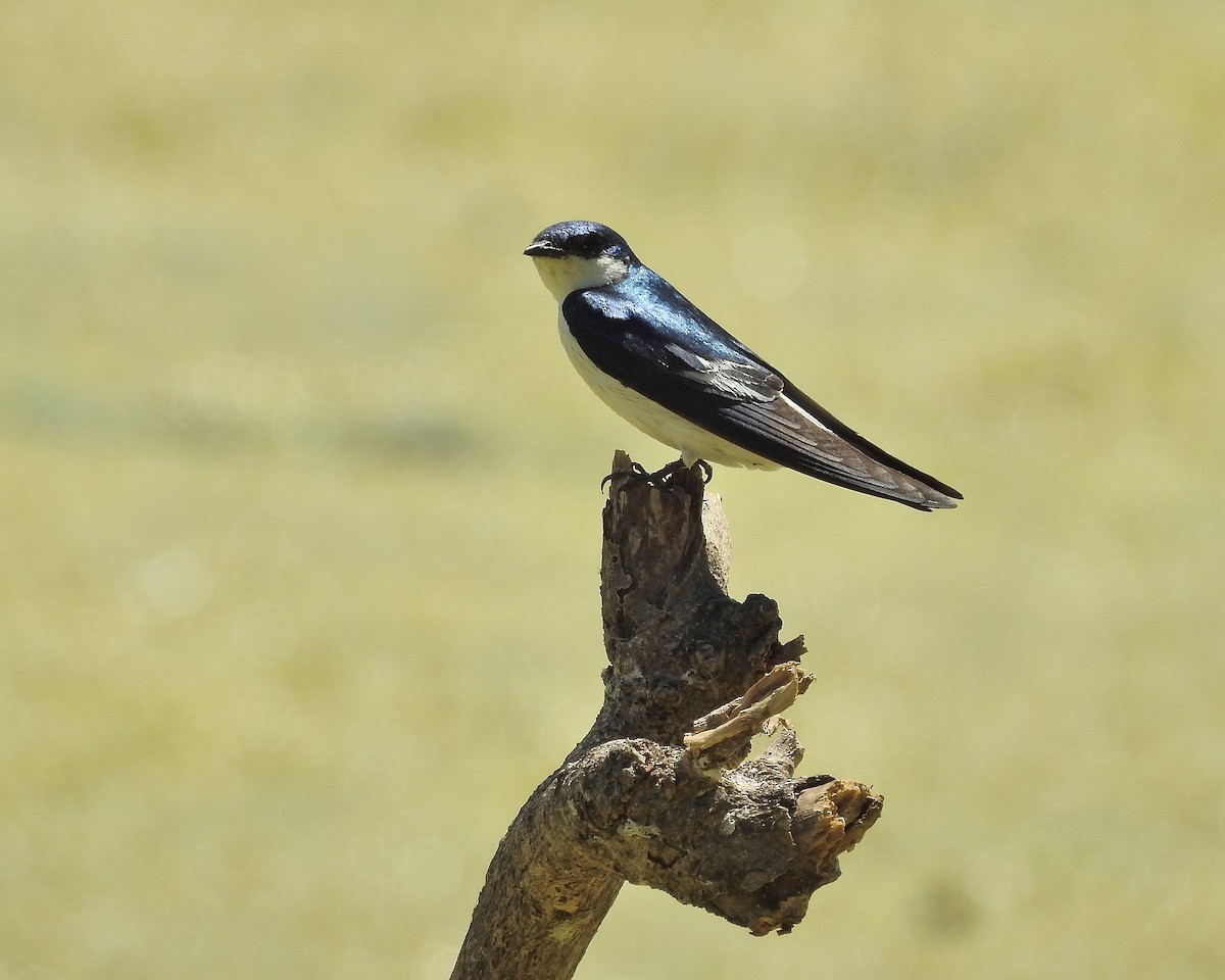 White-winged Swallow - ML538429021