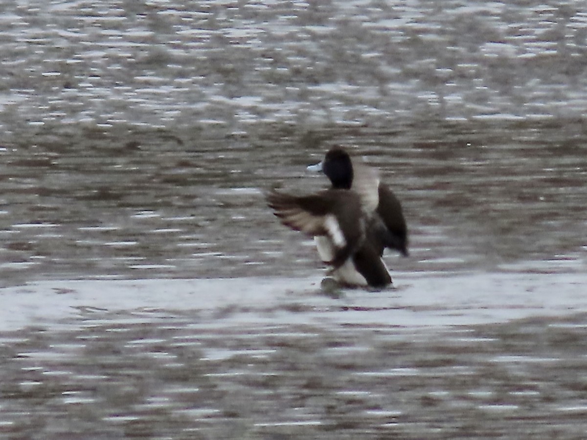 Greater Scaup - ML538429211