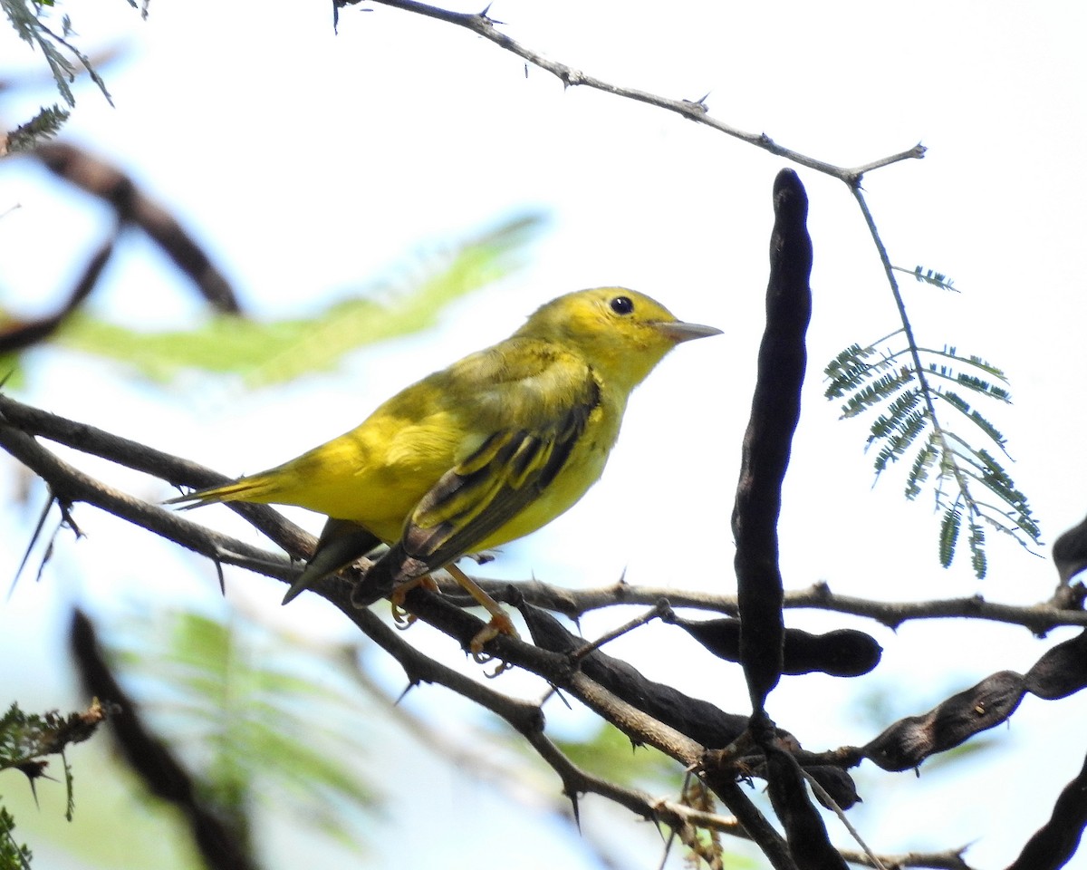 Yellow Warbler - Tania Aguirre