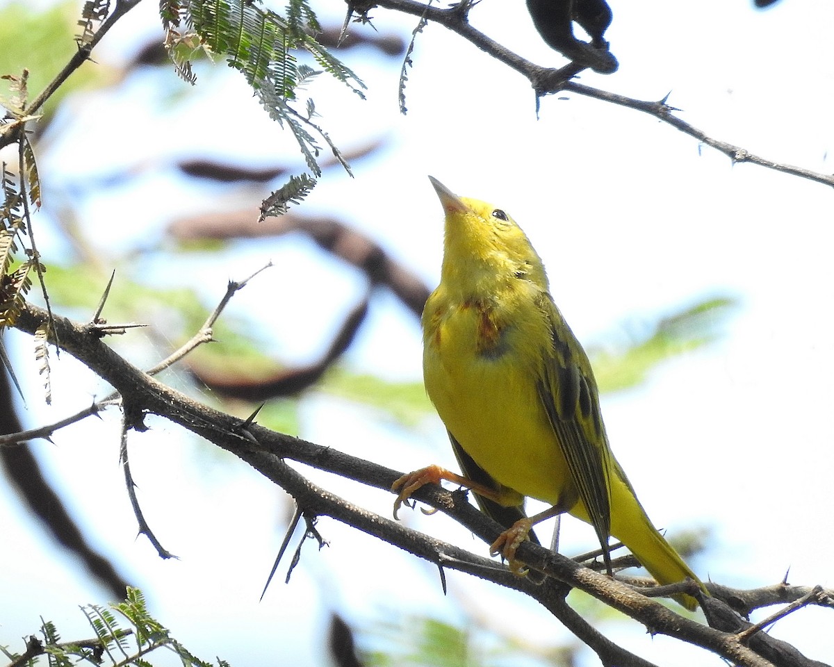 Yellow Warbler - Tania Aguirre