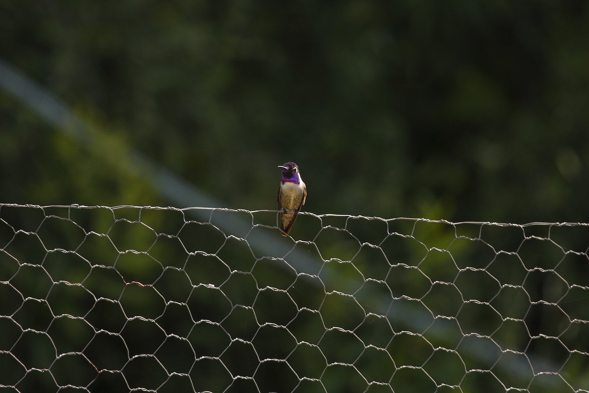 Costa's Hummingbird - ML538429281