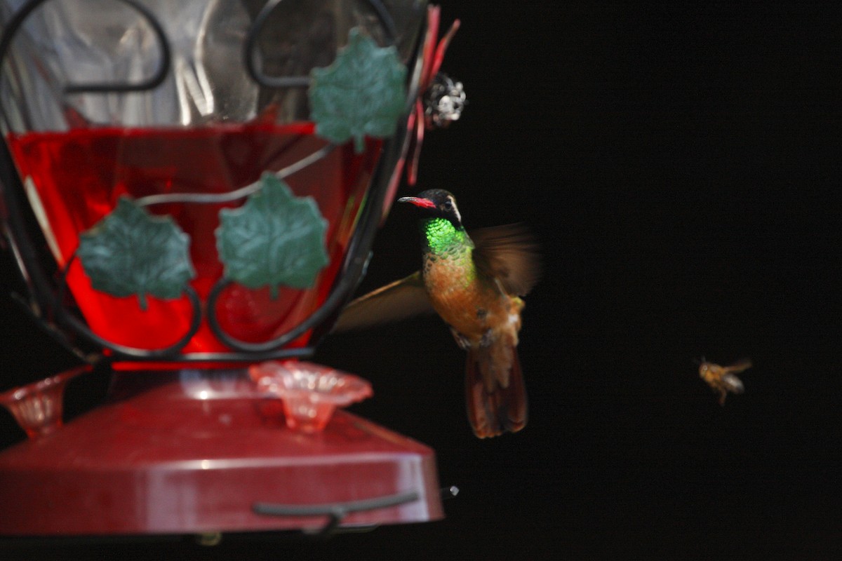 Xantus's Hummingbird - ML538429301