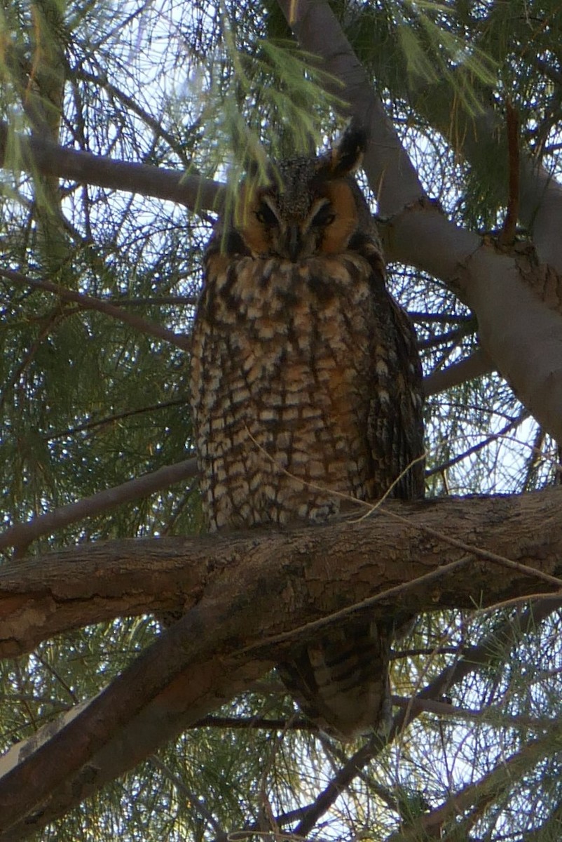 Long-eared Owl - ML538429871