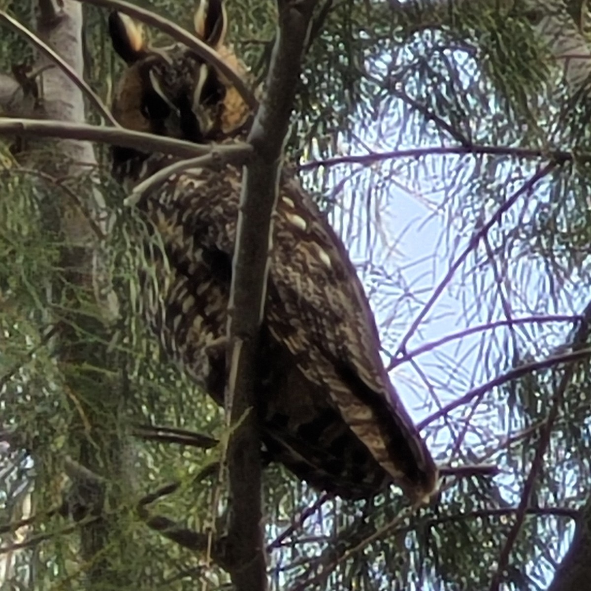 Long-eared Owl - ML538429881