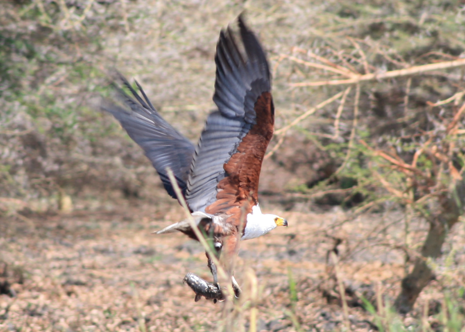 African Fish-Eagle - ML538430921