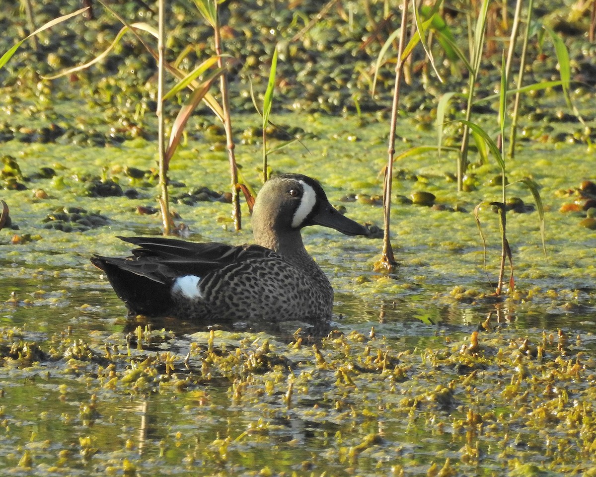 Blue-winged Teal - ML538434091