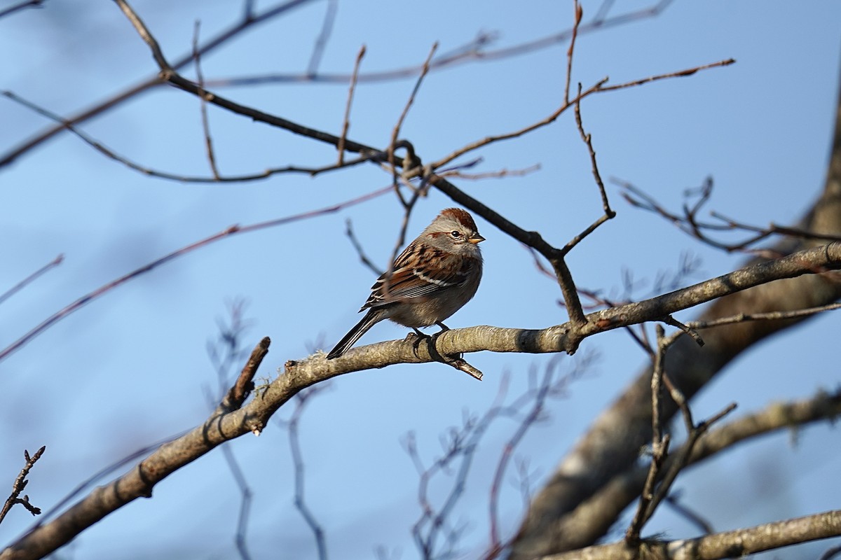 American Tree Sparrow - ML538435101