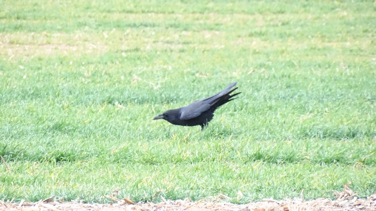 Chihuahuan Raven - Hoatzin Aname