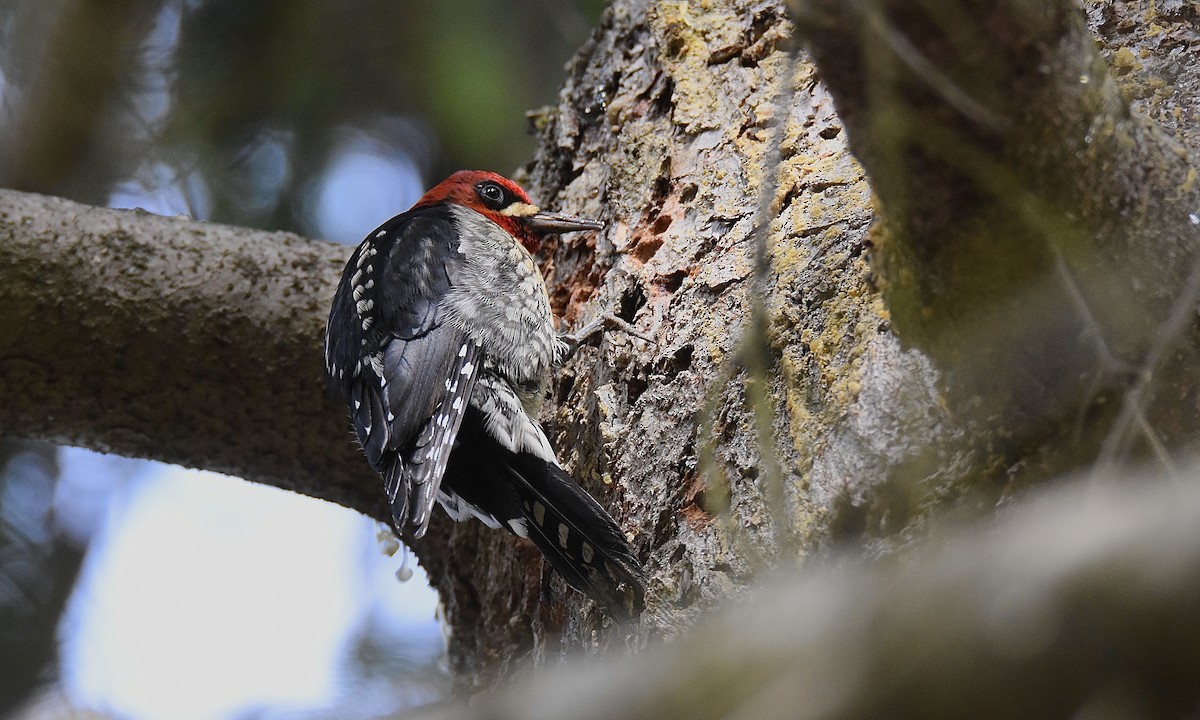 Red-breasted Sapsucker - ML538445241
