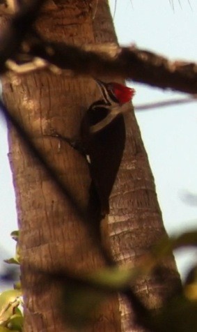 Pileated Woodpecker - Nicola Salino