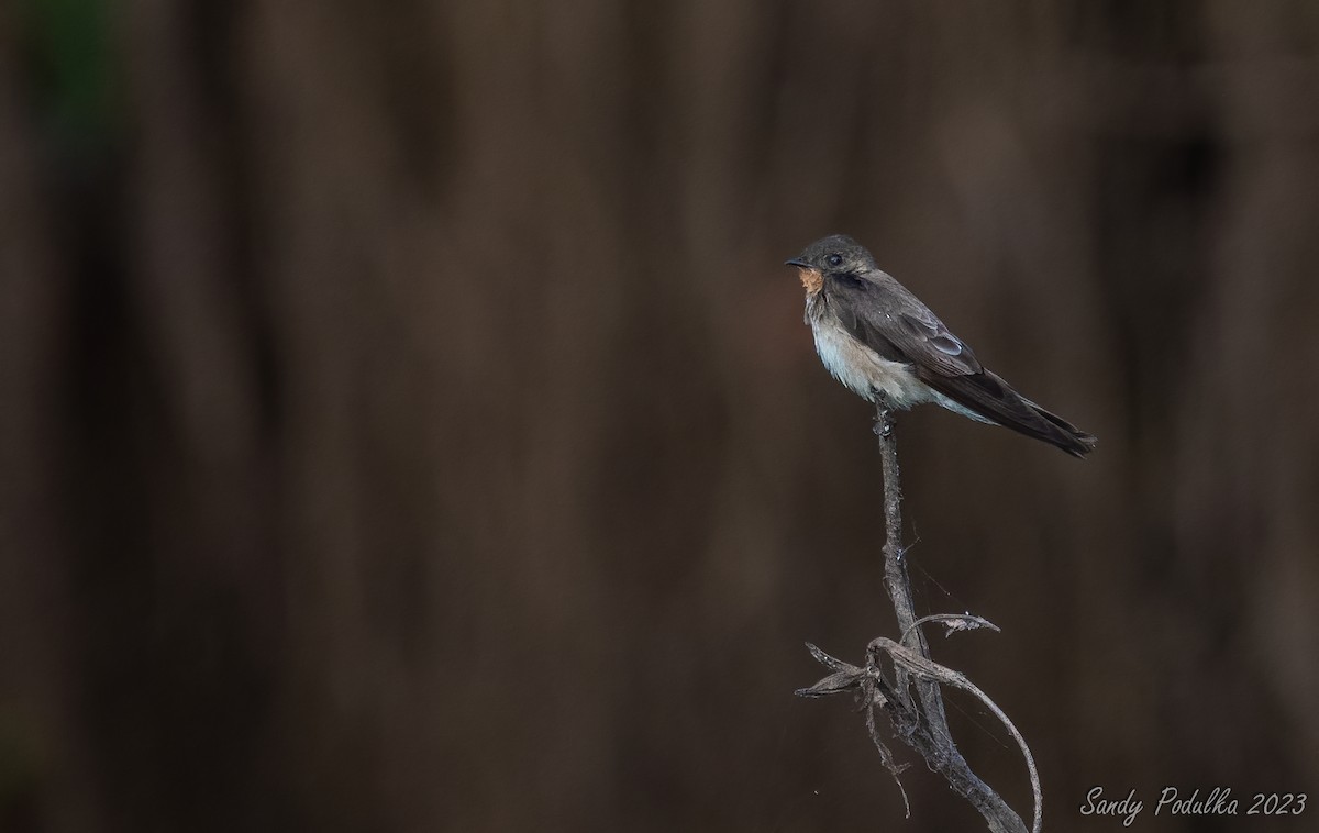 Southern Rough-winged Swallow - Sandy Podulka