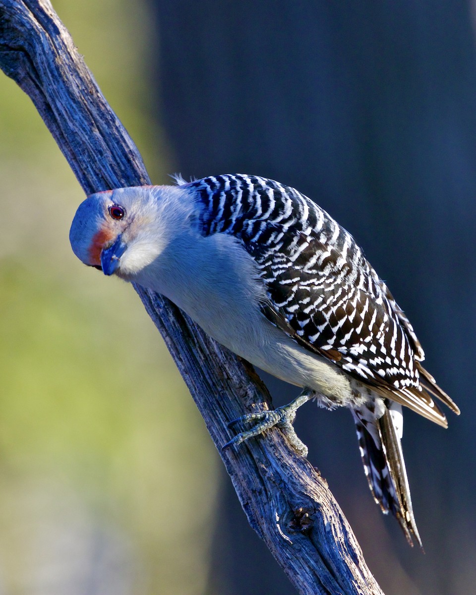 Red-bellied Woodpecker - ML538448331