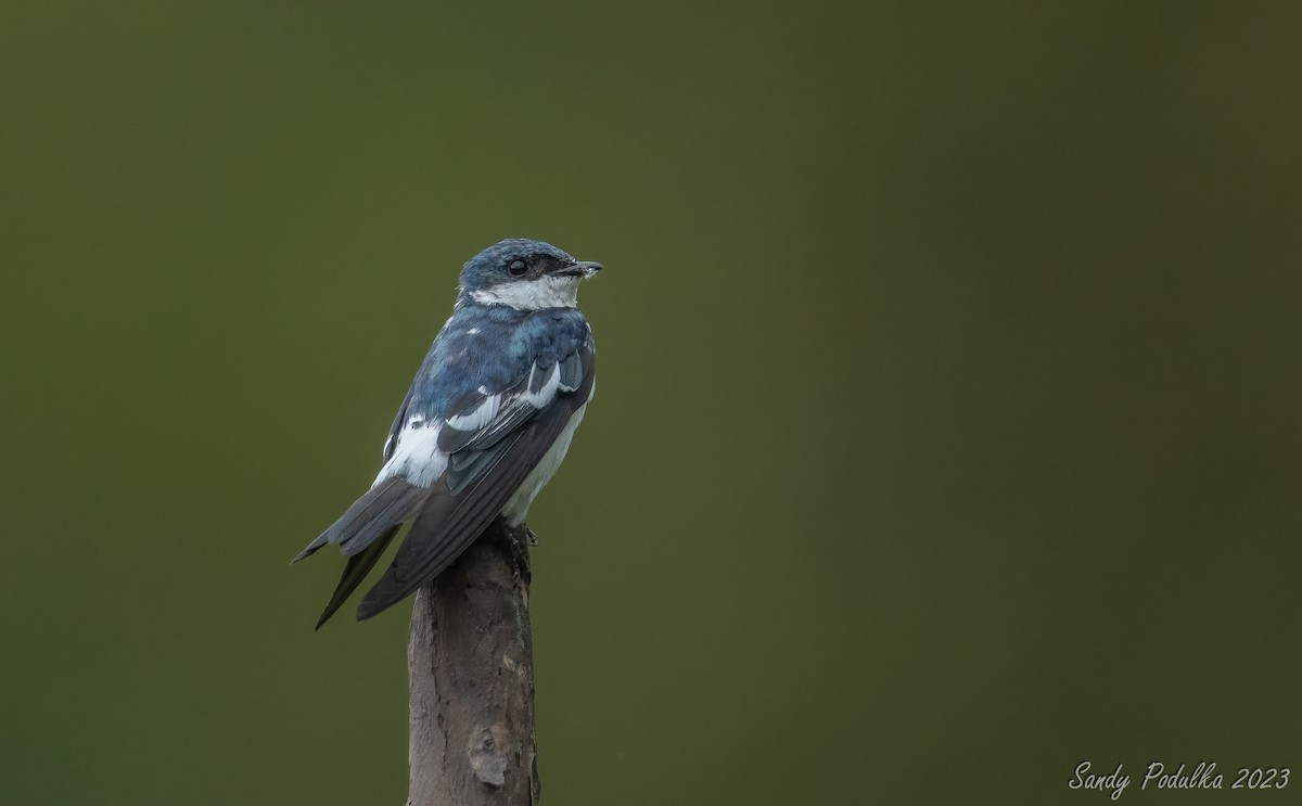 White-winged Swallow - ML538448461