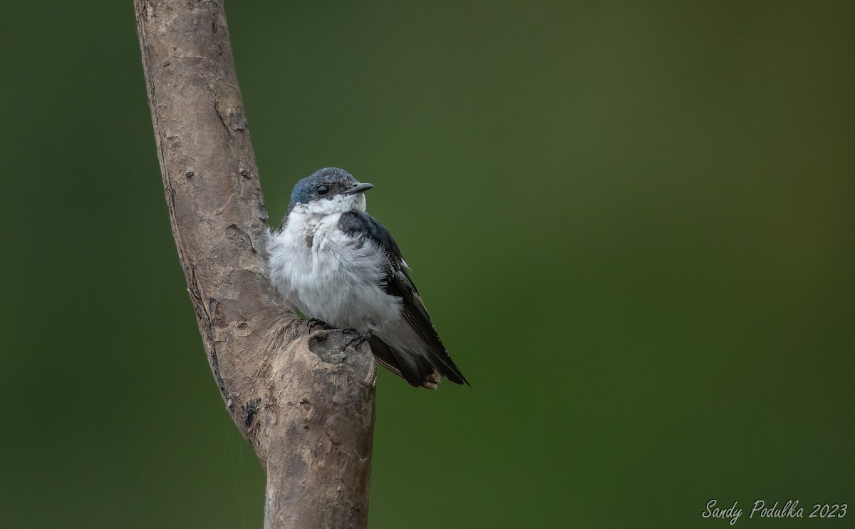 White-winged Swallow - ML538448471