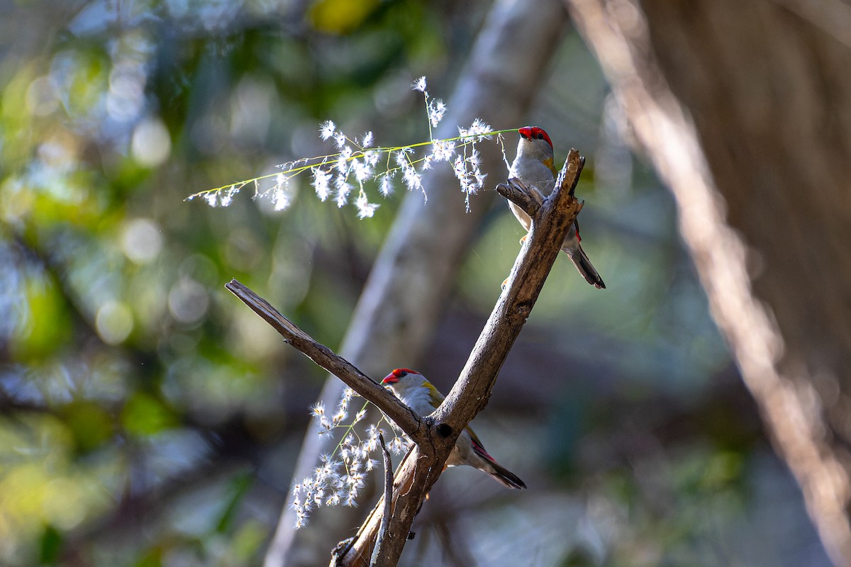 Red-browed Firetail - ML538460631