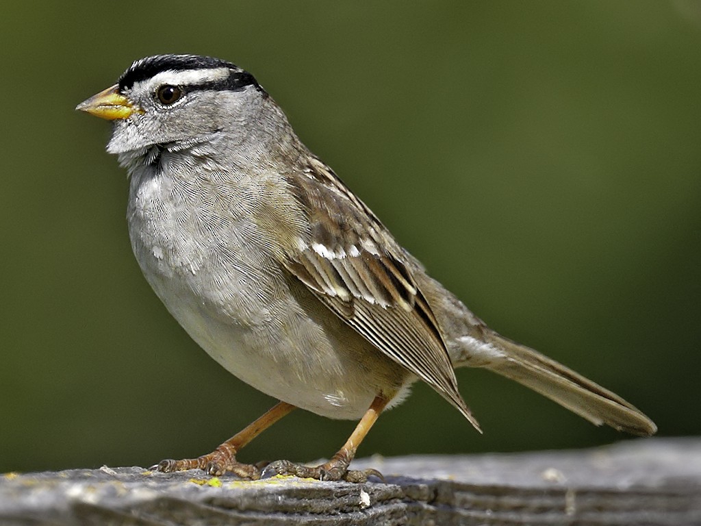 White-crowned Sparrow - Bill Hill