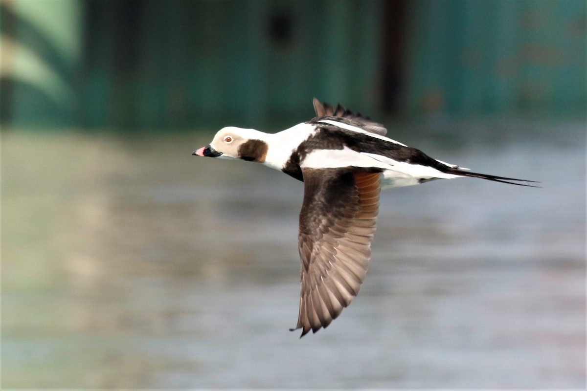 Long-tailed Duck - ML538463961