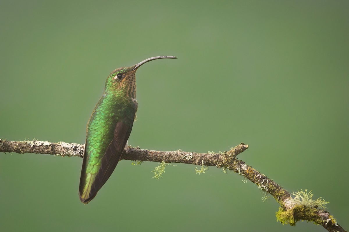 kolibřík aksamitový - ML538470381