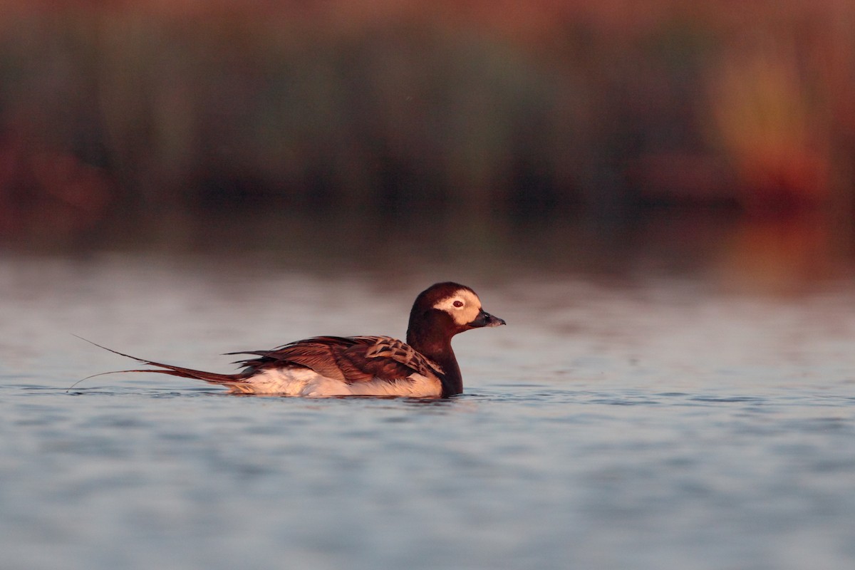 Long-tailed Duck - ML538475681