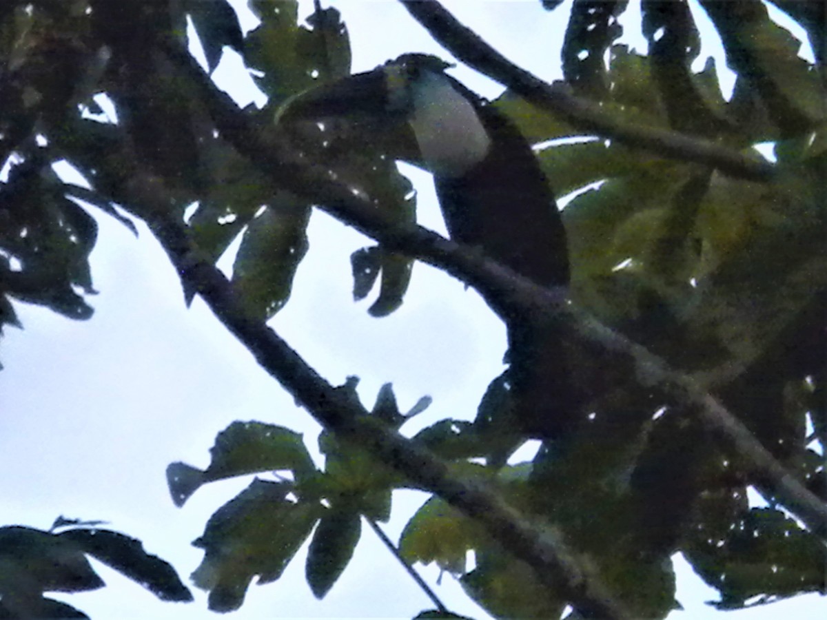 White-throated Toucan (Cuvier's) - ML538479481