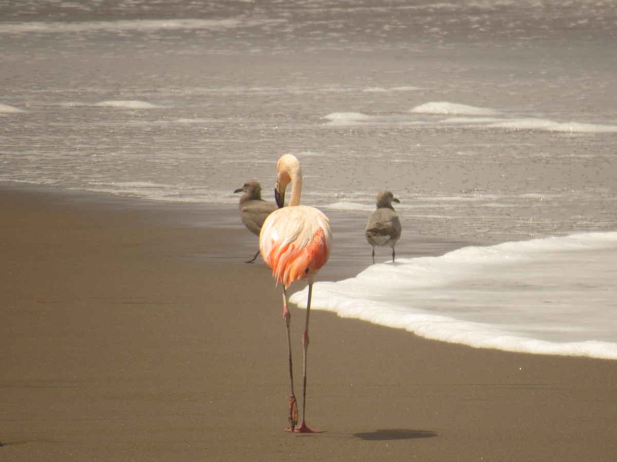 Chilean Flamingo - ML538480561