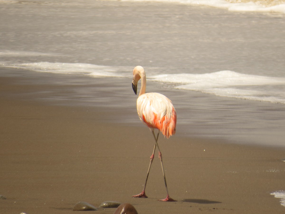Şili Flamingosu - ML538480571