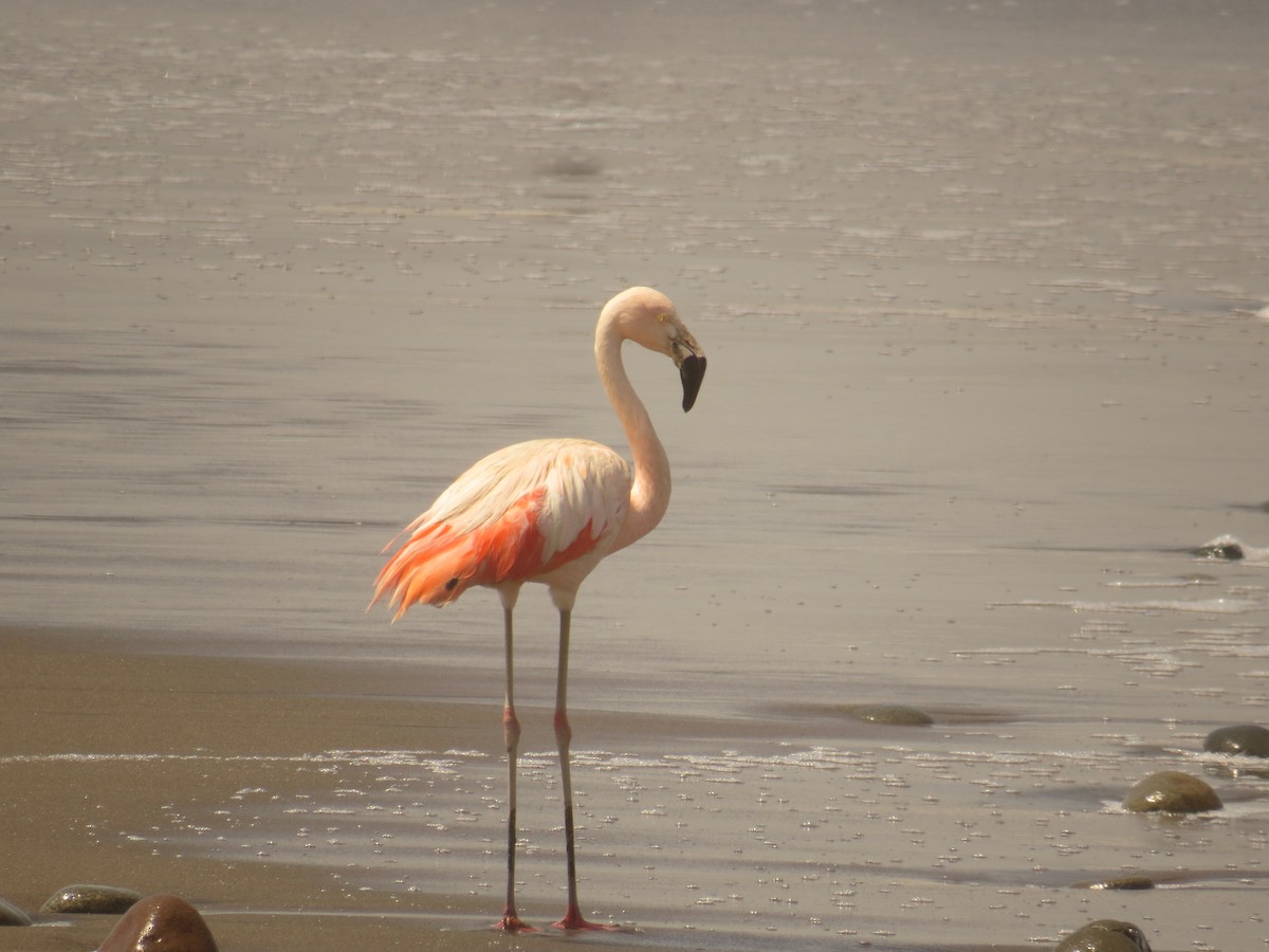 Şili Flamingosu - ML538480581