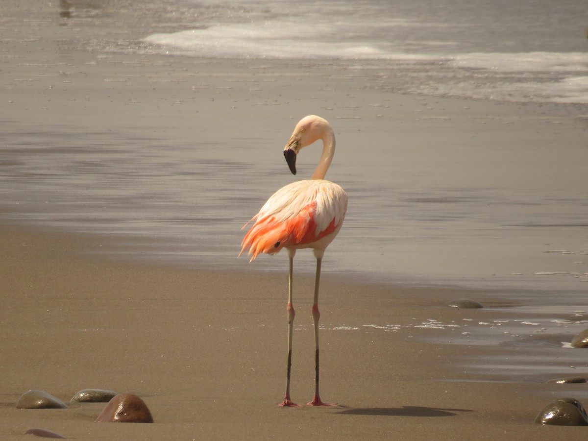 Chilean Flamingo - ML538480621
